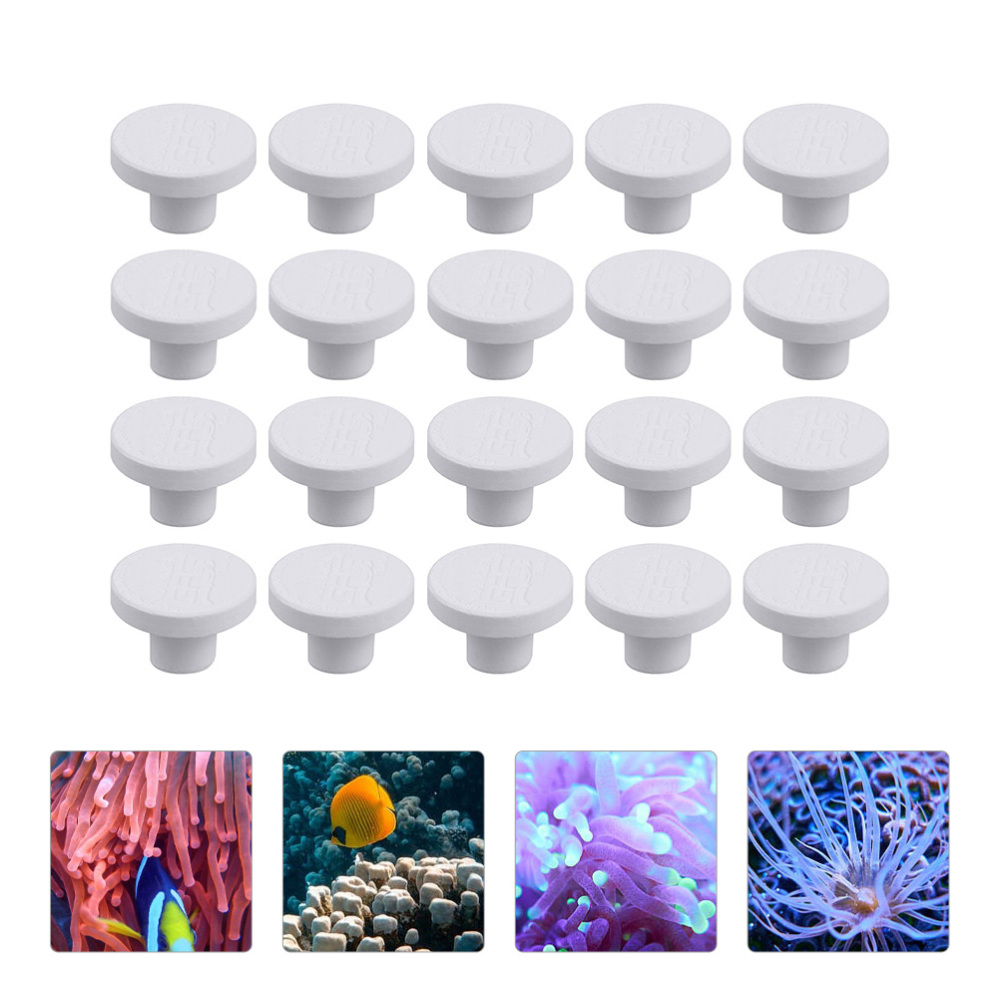 Alas Keramik SPS untuk Coral F - Shelly Plug ulasan dan harga